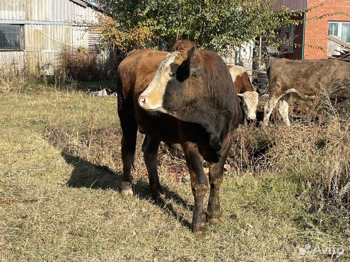 Бычки и теленок