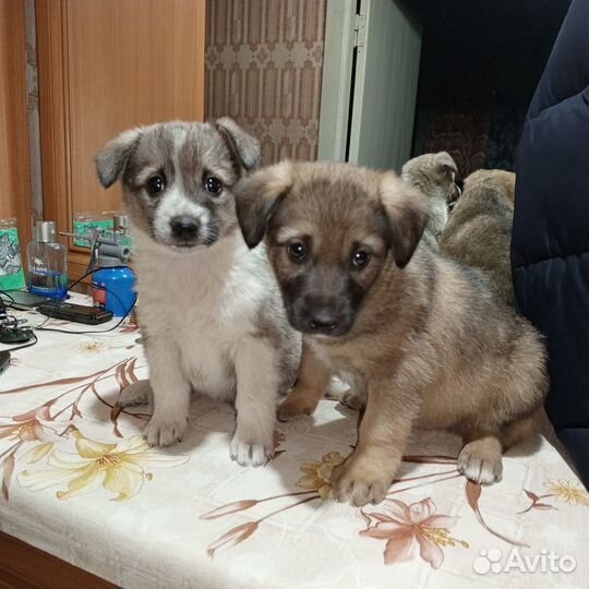 Собака в добрые руки щенок