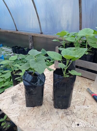 Павловния саженцы