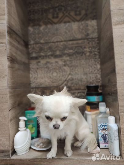 Вязка кобель чихуахуа