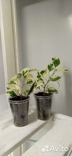 Фикус Бенджамина