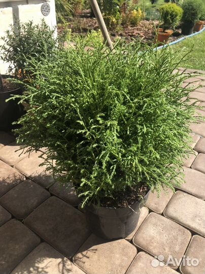 Туя мистер боулинг болл