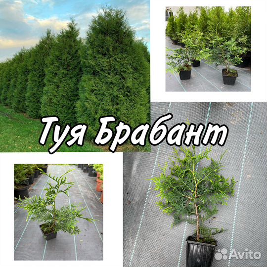 Туя Смарагд 28-33смБрабант35-45см