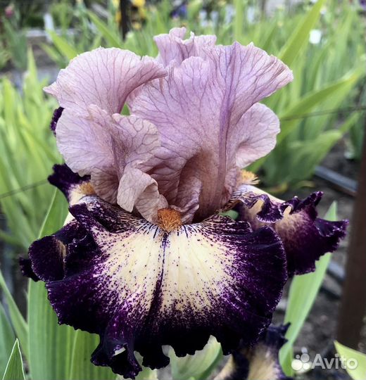 Ирисы,роза, малина,бирючина