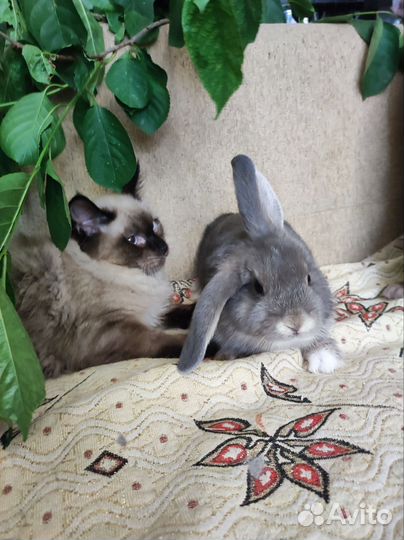 Декоративные кролики вислоухие