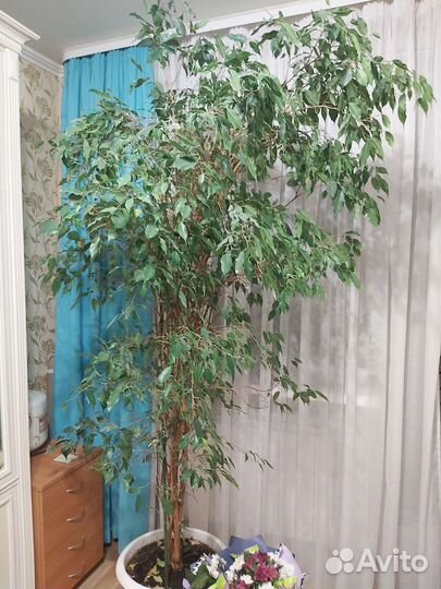 Фикум Бенджамина