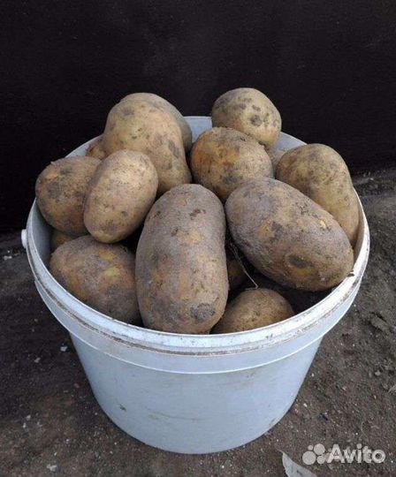 Продажа картофеля