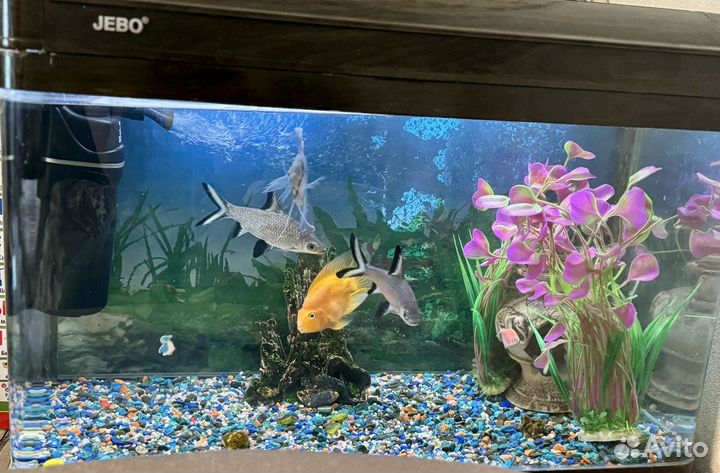 Аквариум