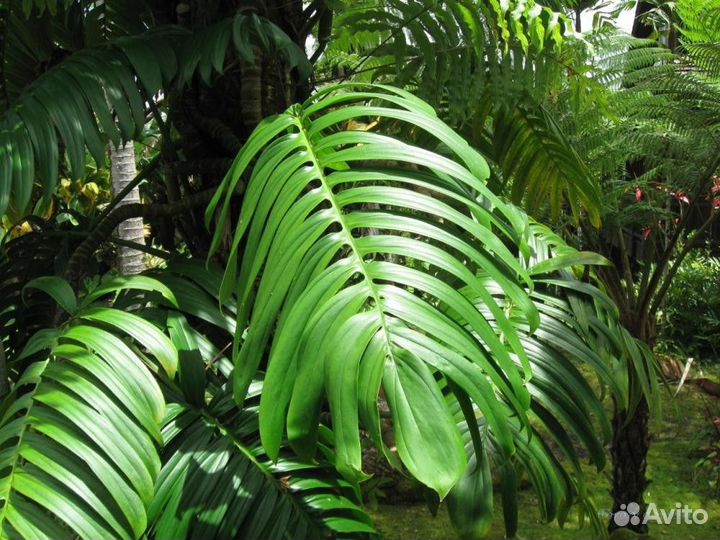 Рафидофора декурсива