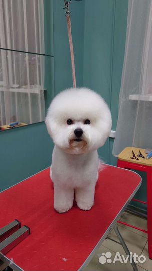 Тримминг всех пород, стрижки собак