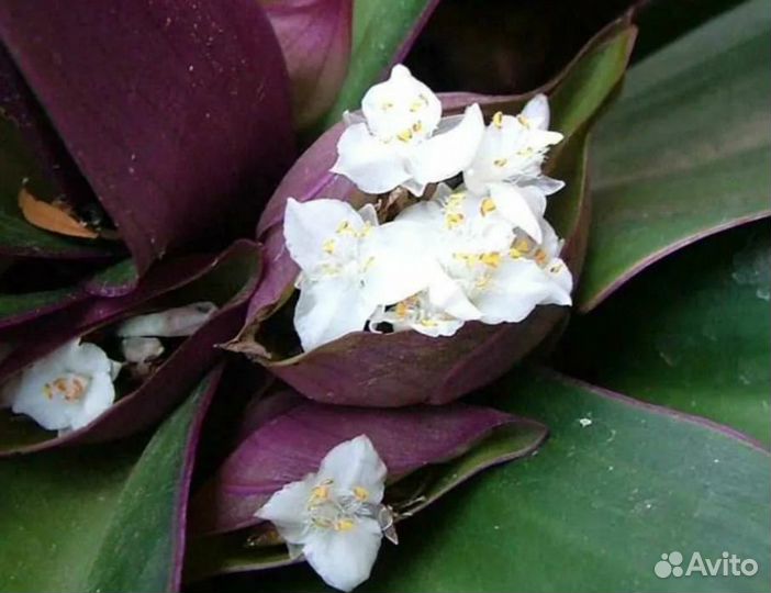 Ладья Моисея или Рео