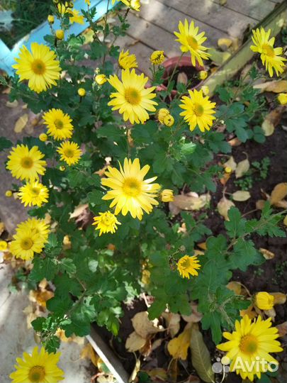 Цветы для сада