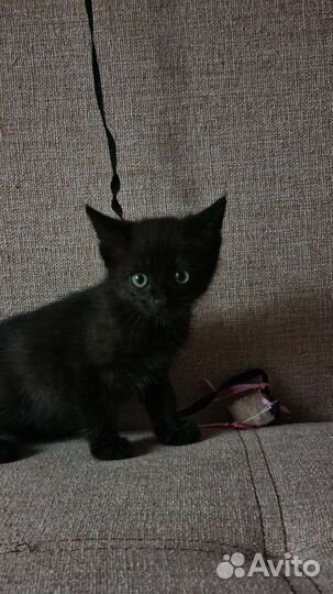 Черный котенок в добрые руки