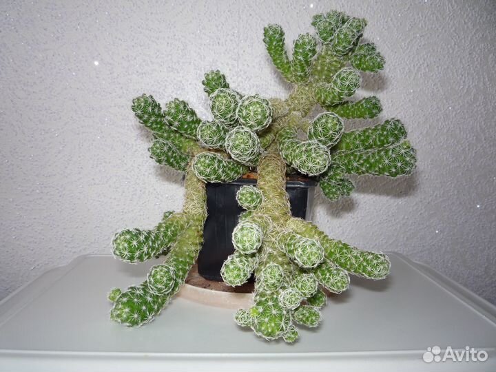 Алое, хлорофитум, кактус, циперус