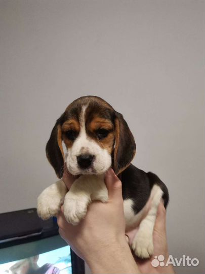 Щенки бигль