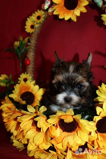 Цветной йорк