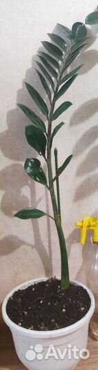 Замиокулькас долларовое дерево