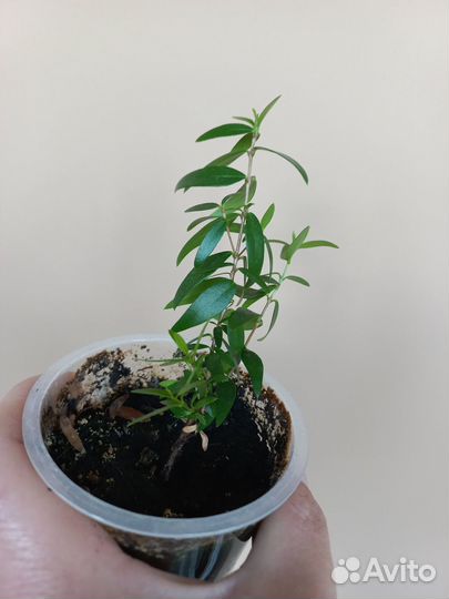 Гранат комнатный, мирт