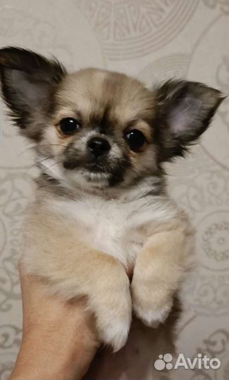 Чихуахуа девочка