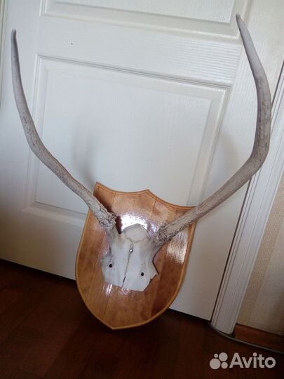 Рога на медальоне