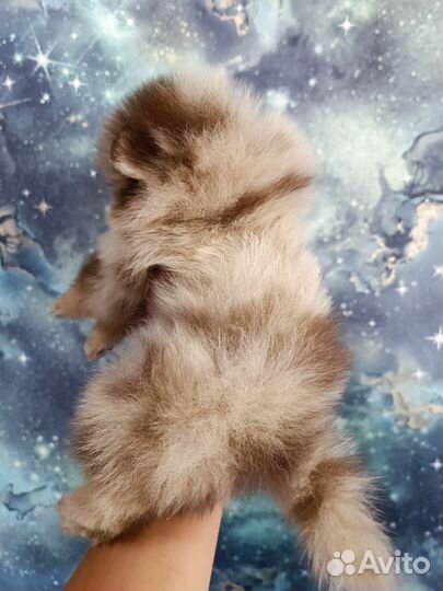 Щенки шпица