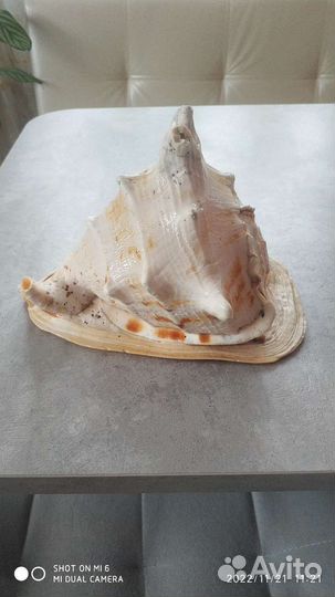 Морские ракушки раковины