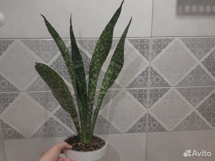 Сансевиерия сортовая