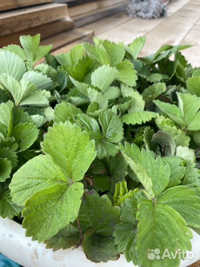 Рассада клубники