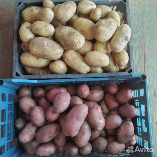 Картофель