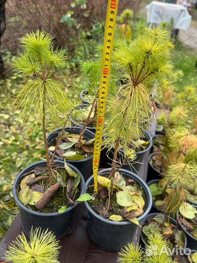 Сосна веймутова