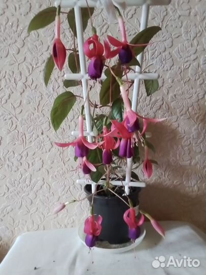 Фуксия несколько сортов