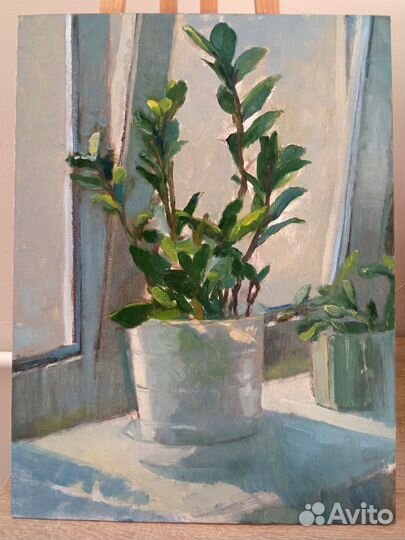 Картина маслом. Цветы. Замиокулькас