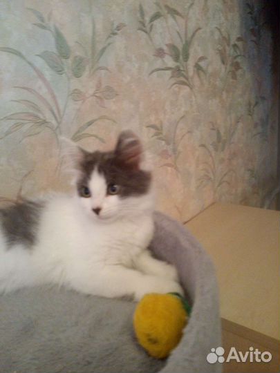 Помогите котятам