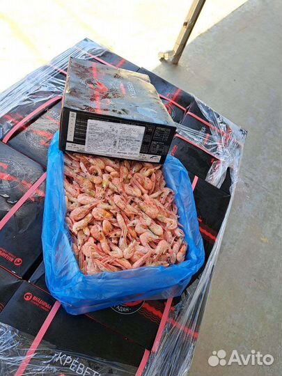 Креветка углохвостая