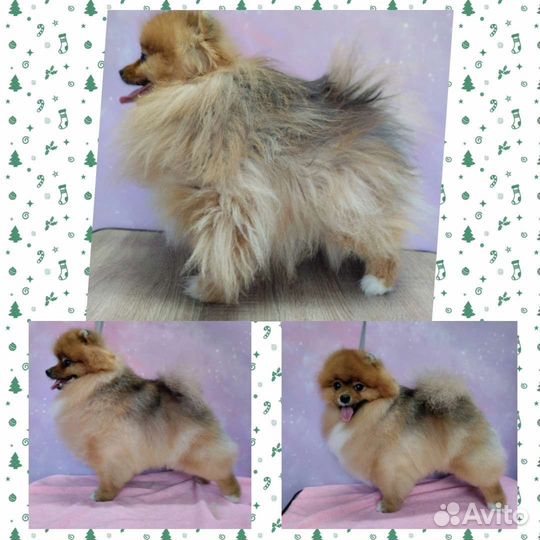 Стрижка собак на дому. Уход за животными