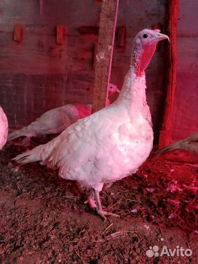 Индюки на племя самки и самцы, мясо индюшиное