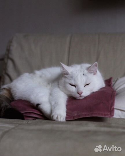 Котик в добрые руки