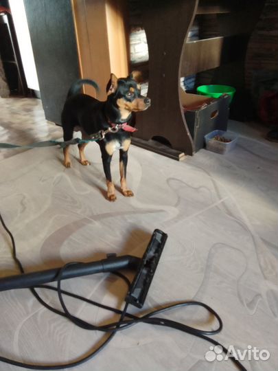 Отдам в добрые руки