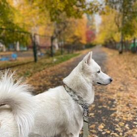 Отдам собаку в добрые руки