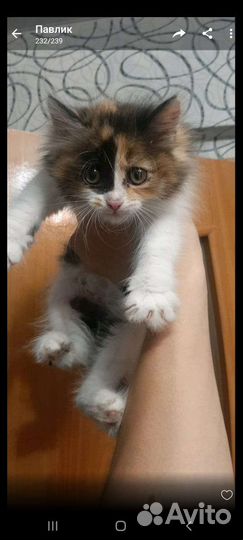 Рыжий котенок девочка домашняя