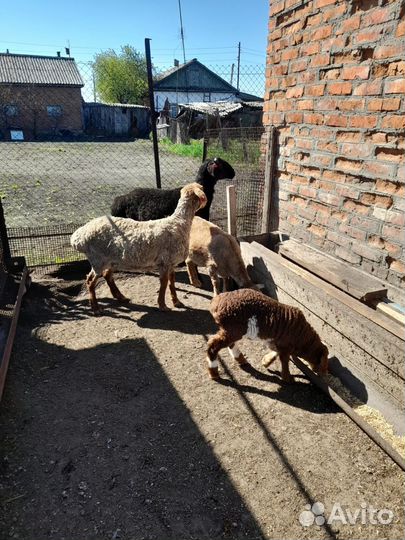 Курдючные бараны овцы