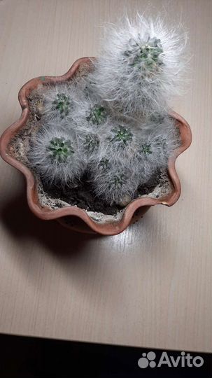 Кактусы и суккуленты