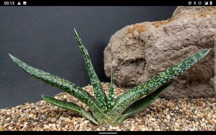 Суккуленты Голубой перуанский цереус