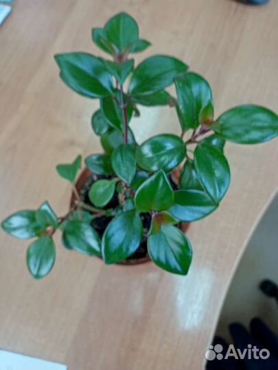 Гипоцитра (Нематантус) -золотая рыбка