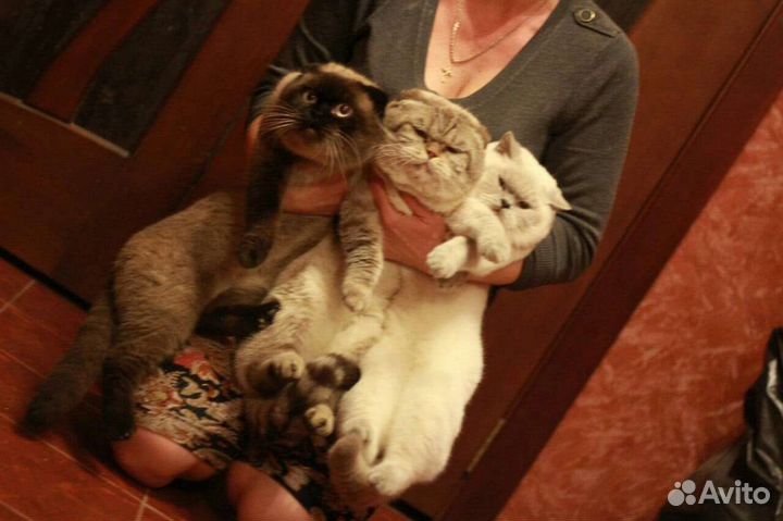 Шотландский кот вязка