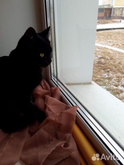 Отдам милую кису