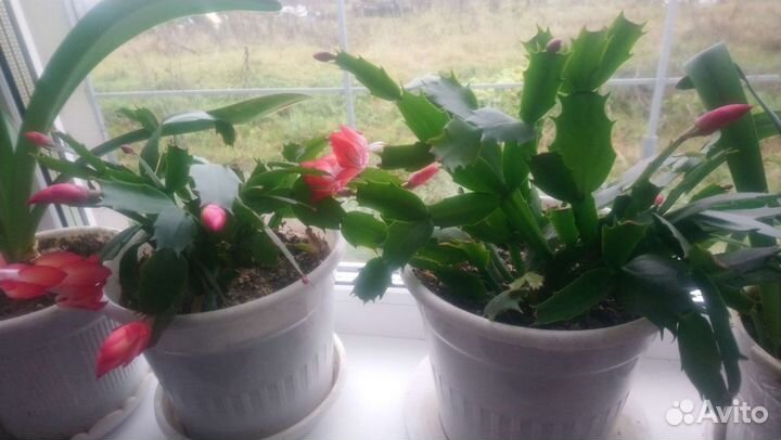 Декабрист шлюмбергера красный