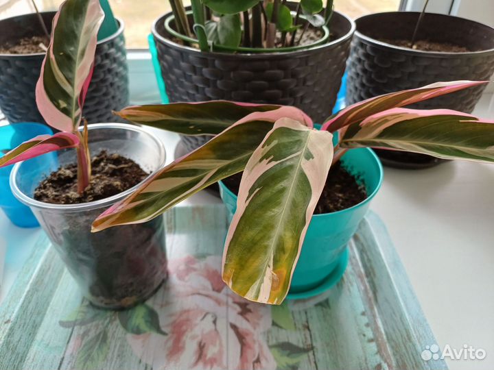 Комнатные цветы