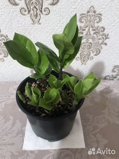 Комнатные растения