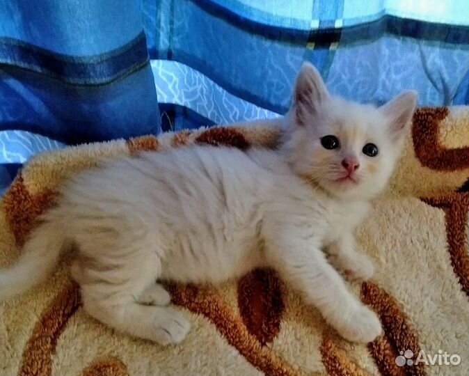 Замечательные котята, 3 мес